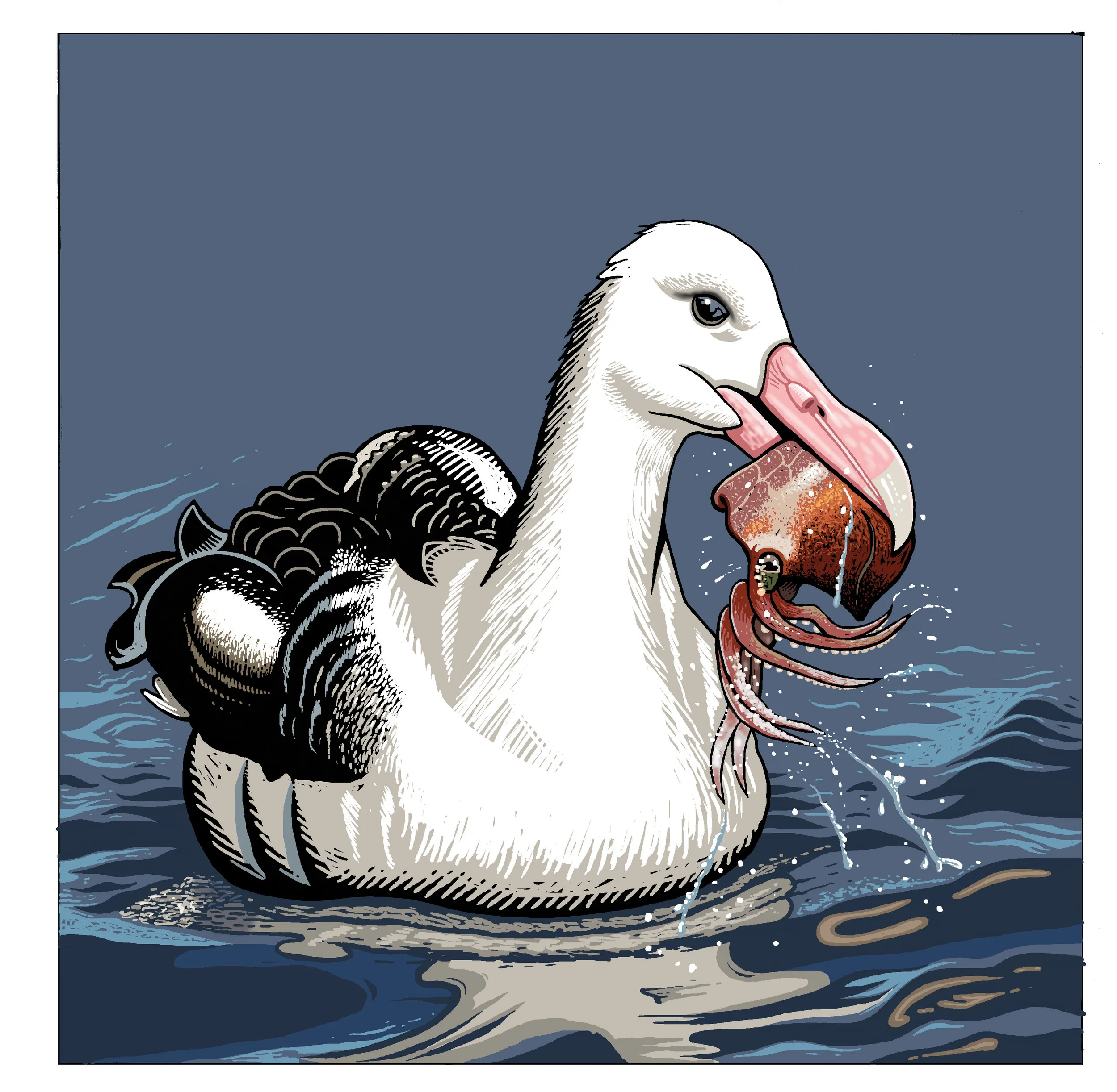 Albatross