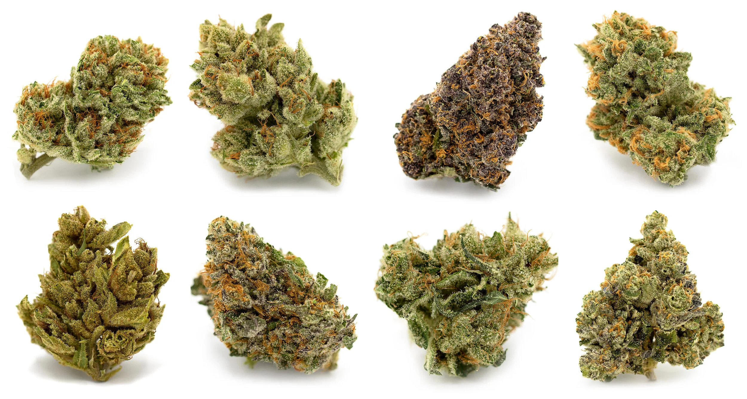 flower-photo-set.jpg