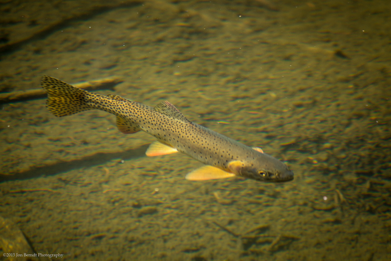 Dream Lake is stocked with trout, but it is an artificial lure / catch and release only lake.