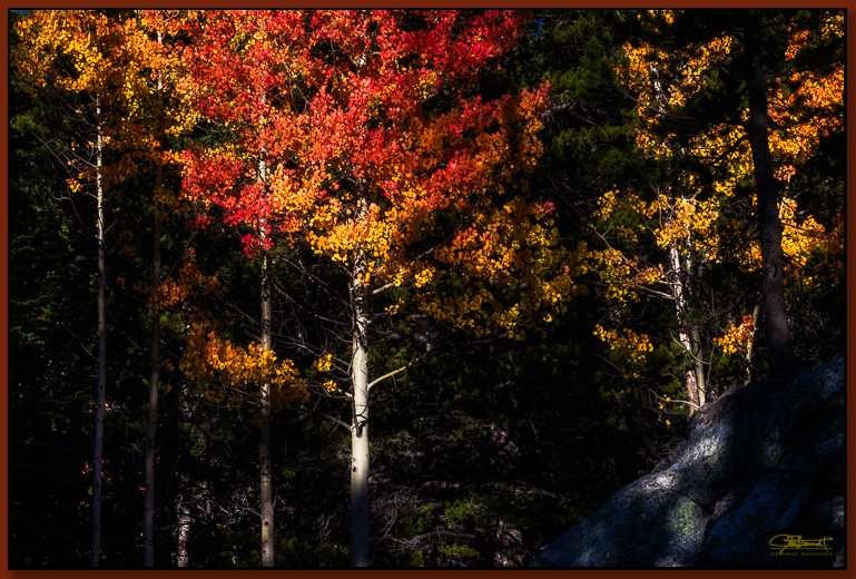 "Crimson and Gold" ©2016 Jon S. Berndt An aspen has turned it's leaves to a rich crimson and gold. Found near Nymph Lake in Rocky Mountain National Park. To see a larger version and for purchase options, click here .