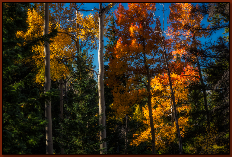"Forest Afire" ©2016 Jon S. Berndt The colorful leaves almost make it seem as if the forest is afire with crimson, orange, and yellow.