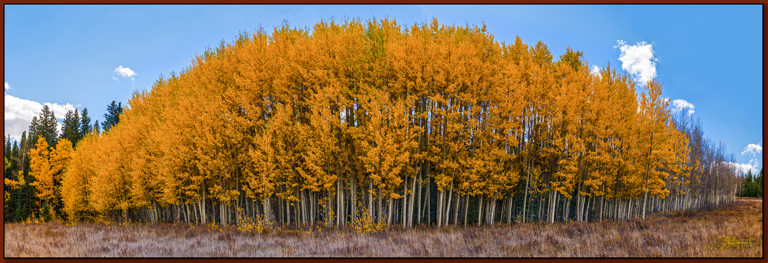 "Aspen's Last Stand" ©2016 Jon S. Berndt This stand of aspens was beautiful to see in its symmetry. The prevailing wind seemed like it must have been from the right in this photograph, as the aspens on the right have begun to be stripped of their leaves. To see a larger version and for purchase options, click here .