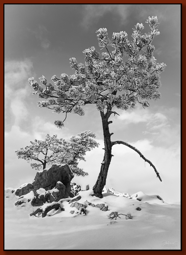 Click here for options to acquire a color print of this photograph.