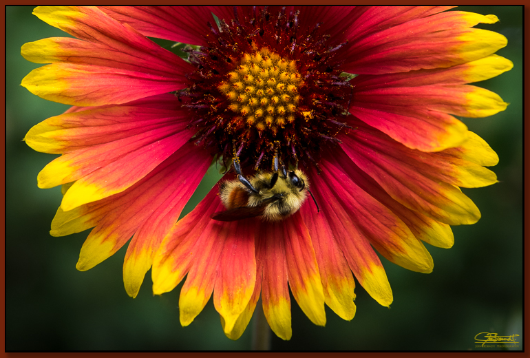 Click here for options to acquire a print of this photograph.