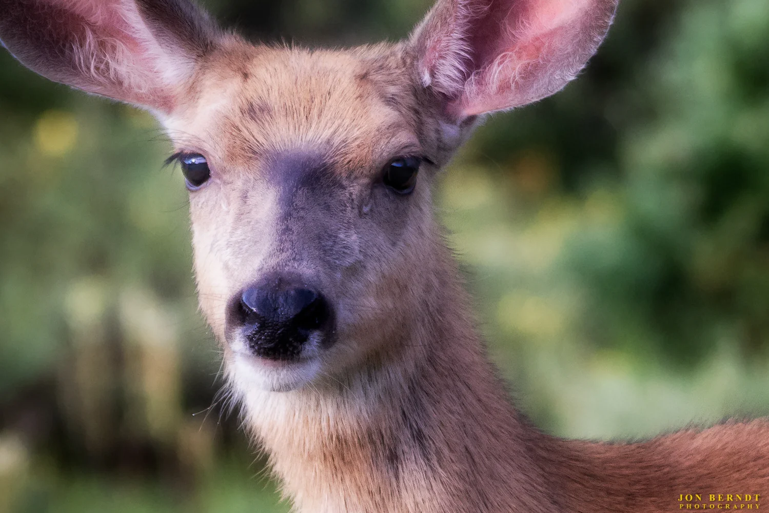 A doe near Brainard Lake. (C) 2017 Jon Berndt Photography