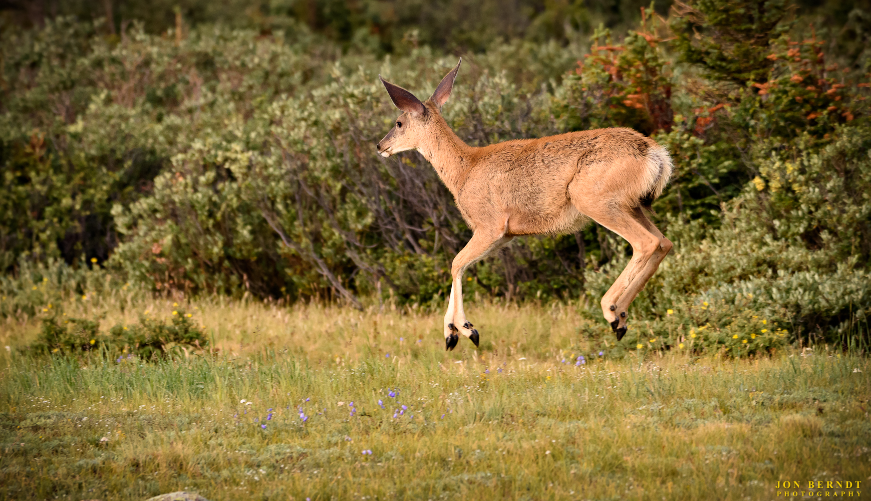Boing! Boing! Boing! This deer had been running and then broke into a pogo-like hopping action ("stotting"). (C) 2017 Jon Berndt Photography