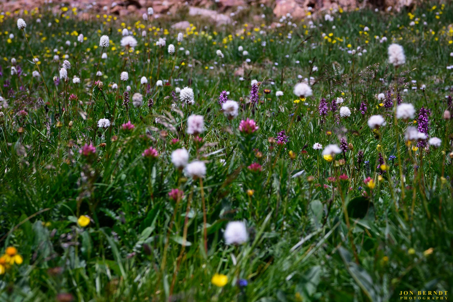There was a huge variety of wildflowers along the trail but especially at the top. It was hard to know where to point the camera sometimes. (C) 2017 Jon Berndt Photography