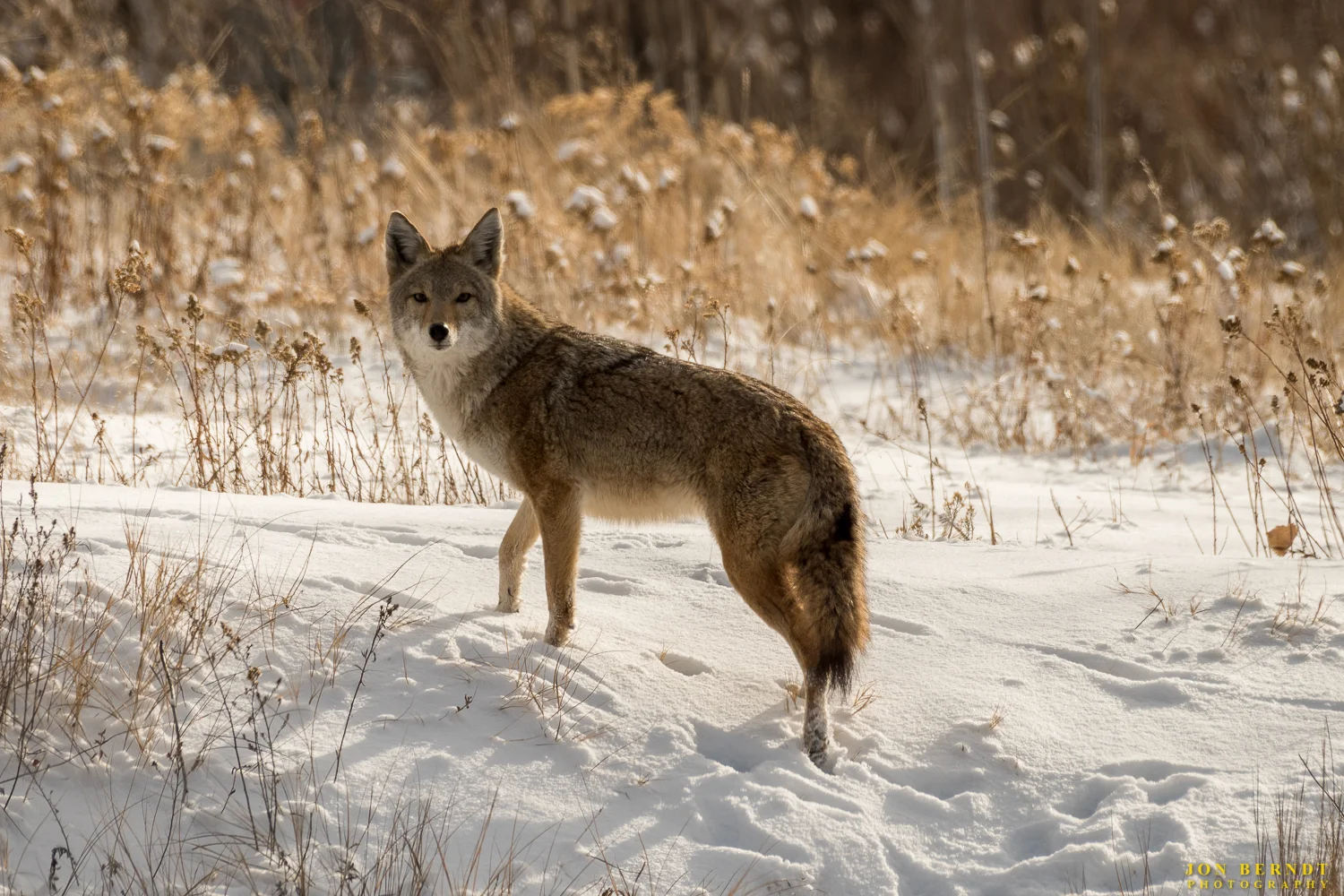 I surprised a coyote that was walking along a frozen creek bed on the day after Christmas. He took off up the side and paused to look at me. Click here for information on ordering a print of this photograph. 