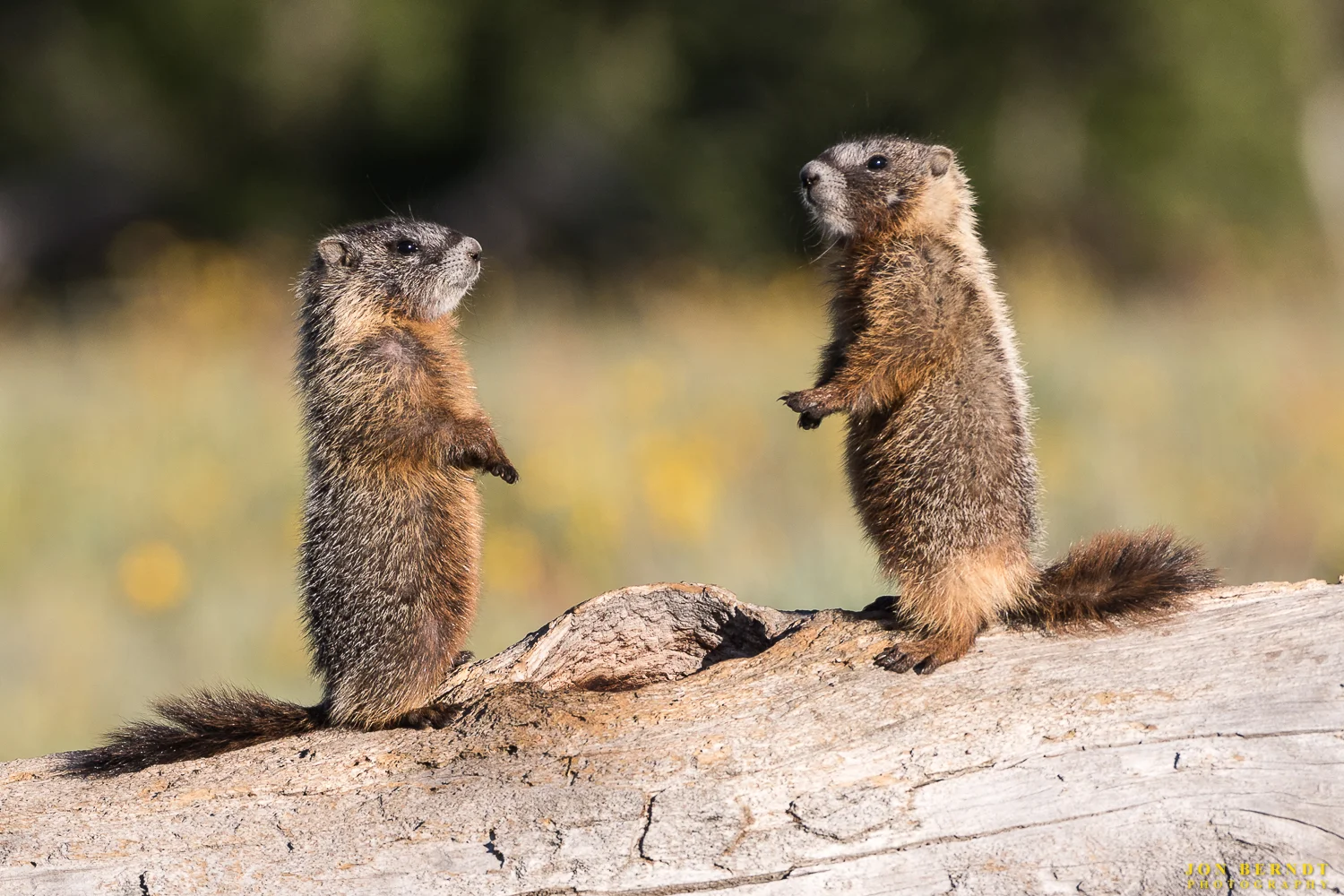 Before visiting Yellowstone this past summer I spent a few days at Grand Teton National Park at Colter Bay campsite. The campsite is well placed to allow for some exploration of nearby areas where grizzly bears can be found. On this morning I came up empty, but did find some marmots sunning themselves on a fallen tree. Click here for information on ordering a print of this photograph.