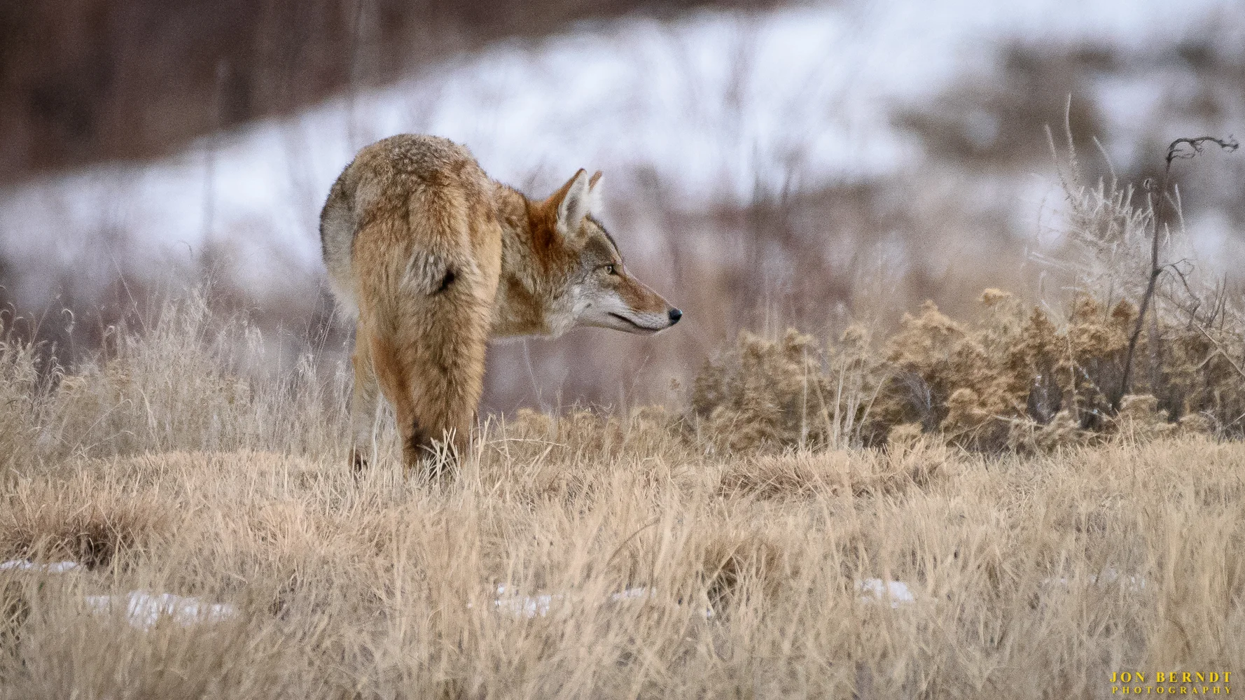 A coyote wanders in big Dry Creek open space in Westminster, Colorado, looking for food. Click here for information on ordering a print of this photograph.