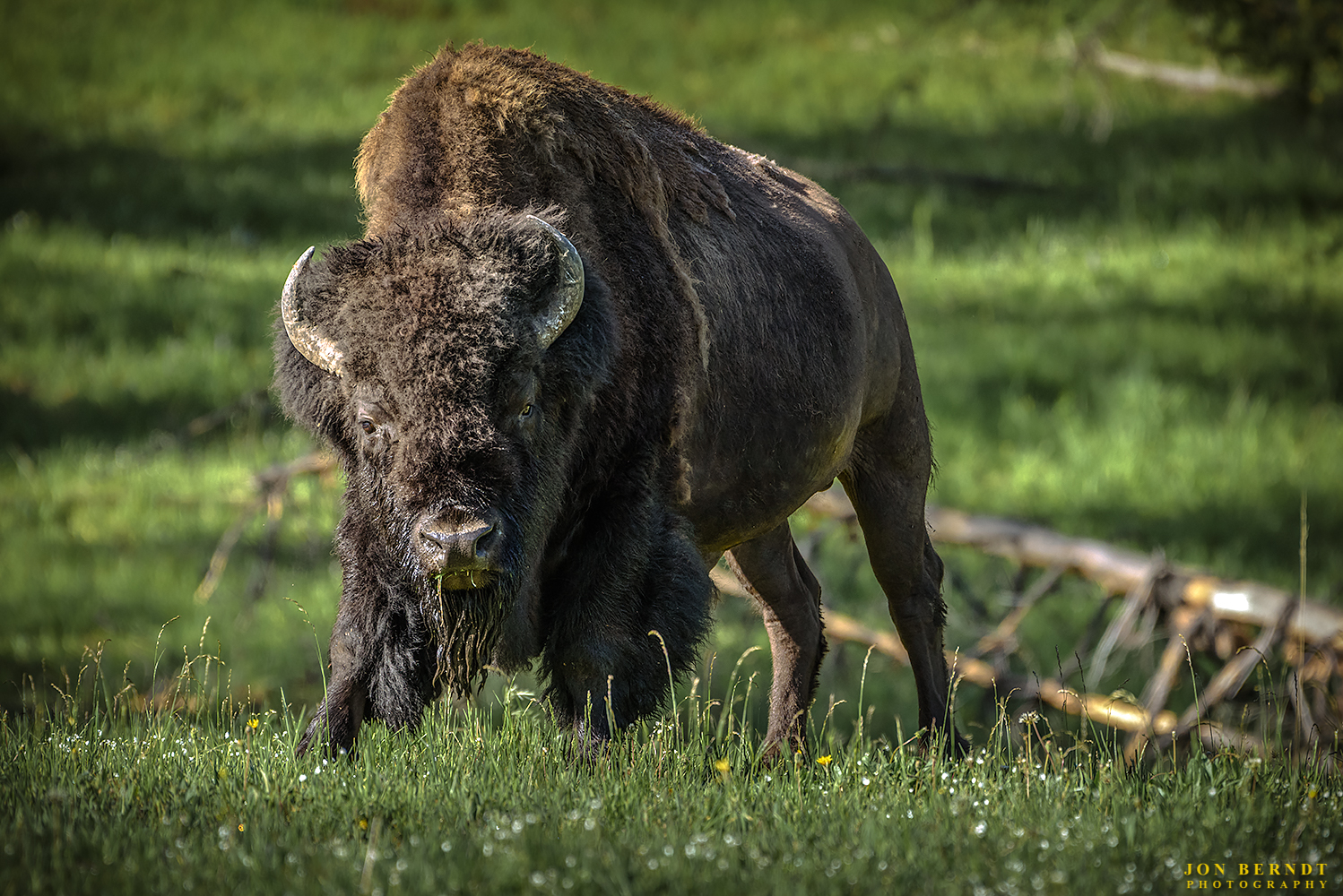 A bison eats his breakfast in Hayden Valley, Yellowstone National Park. Click here for information on ordering a print of this photograph.
