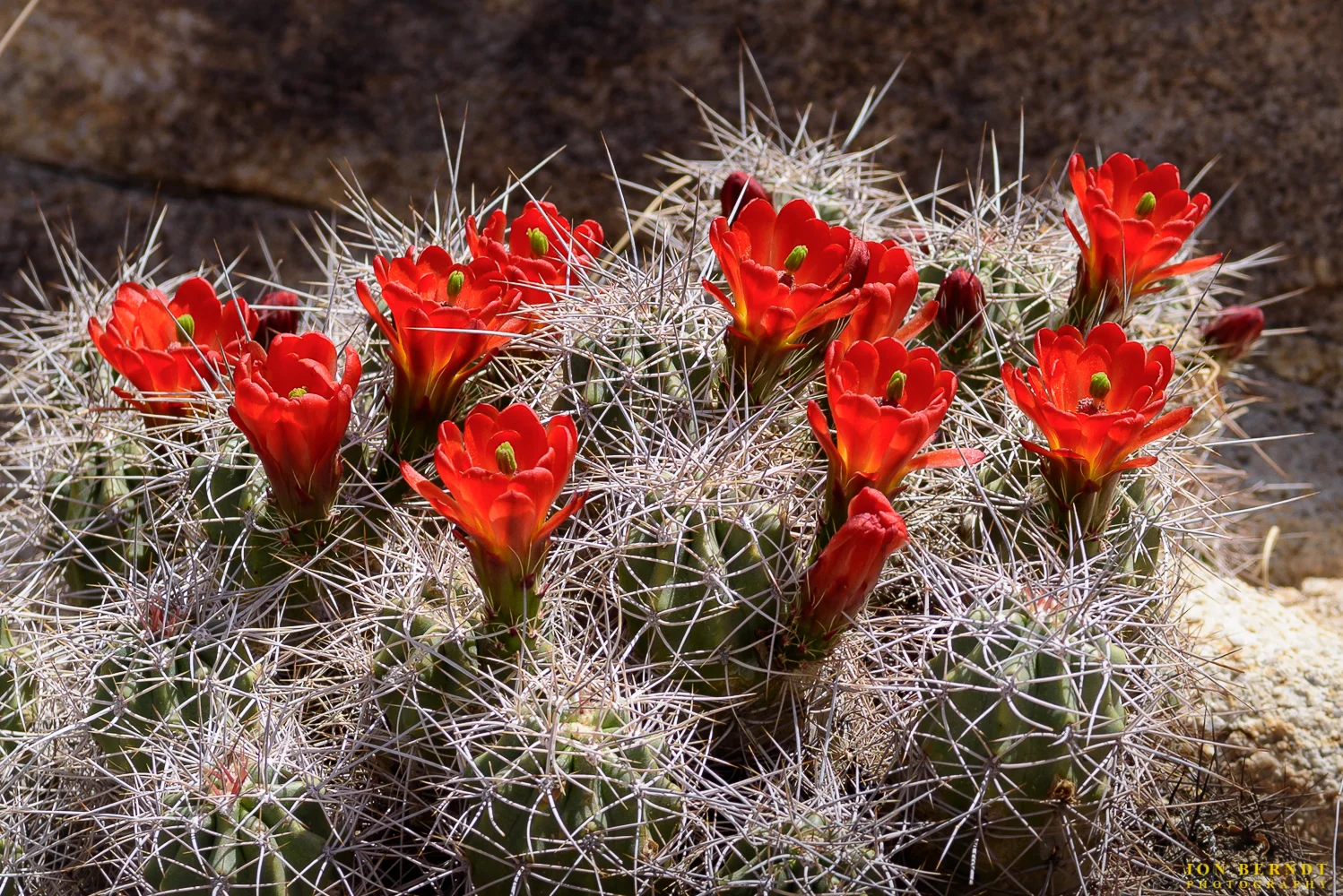 Mojave Mound Cactus blooms.