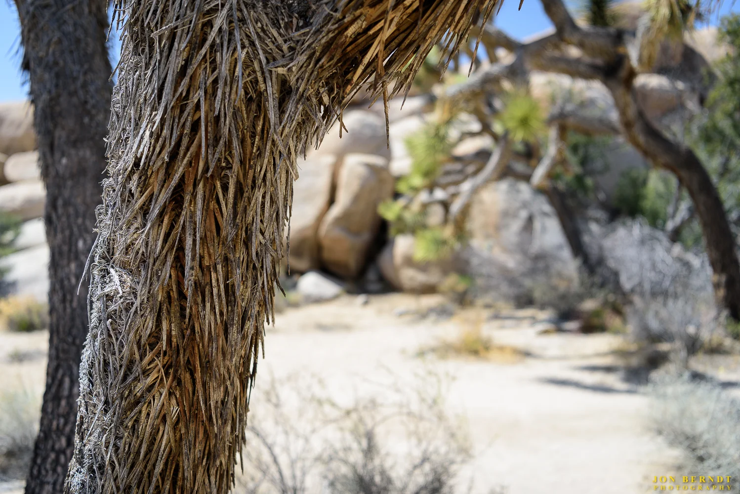 A Joshua Tree trunk.