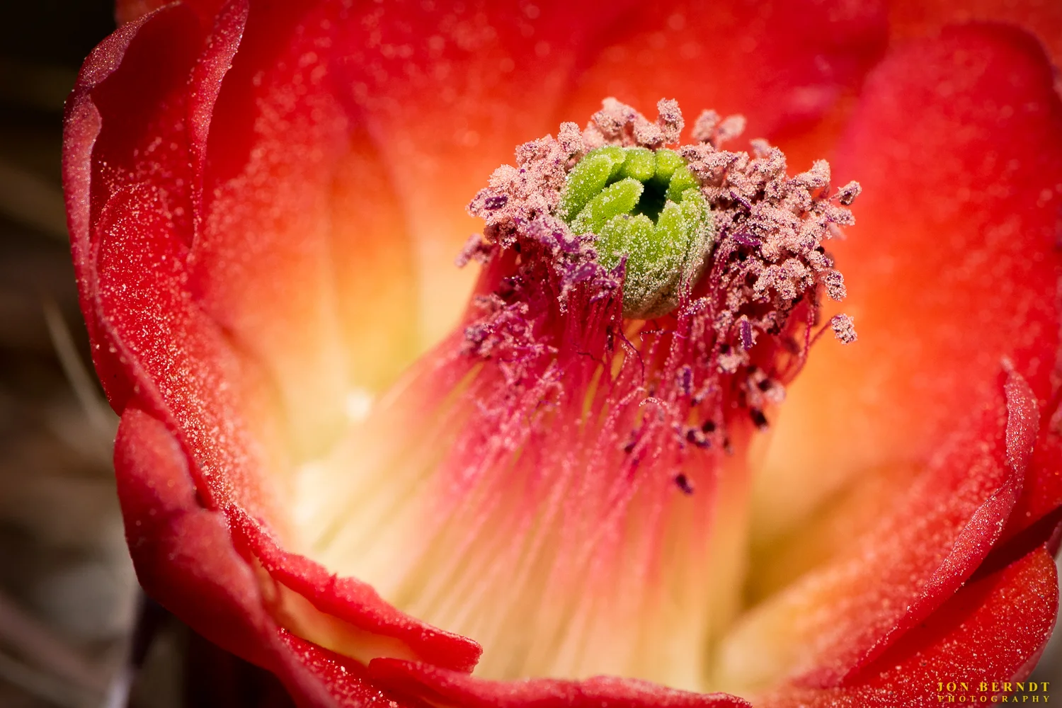 Mojave Mound Cactus bloom.
