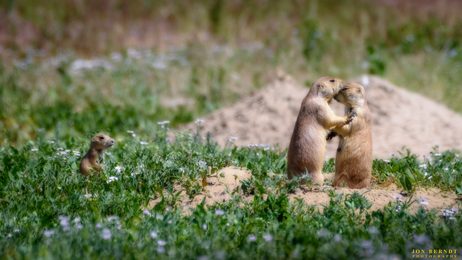 Prairie Dog Family