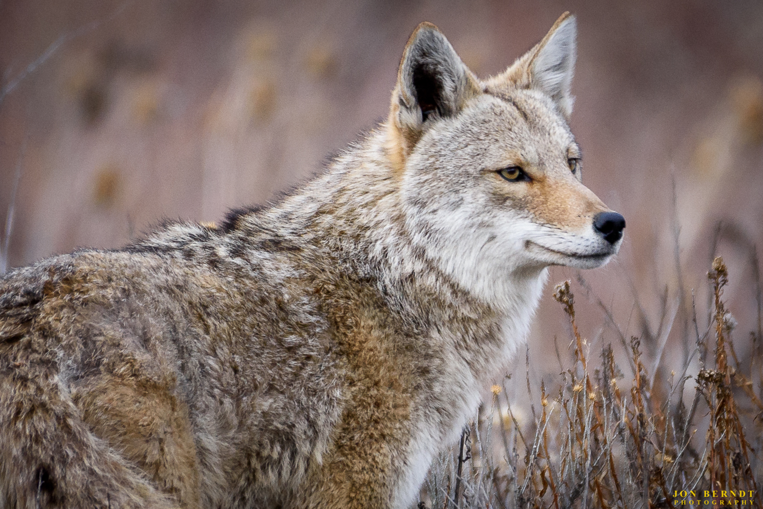 Suburban Predator