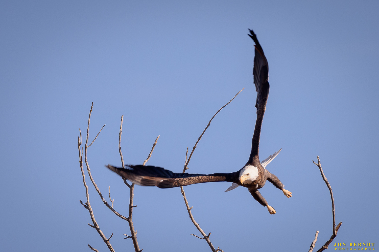 Bald Eagle