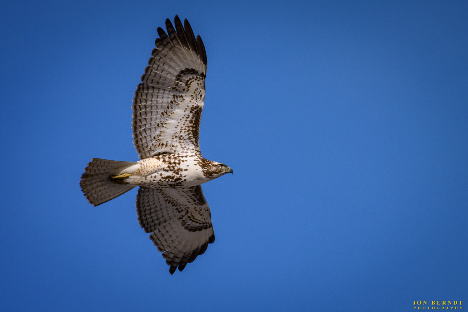 Red Tailed Hawk