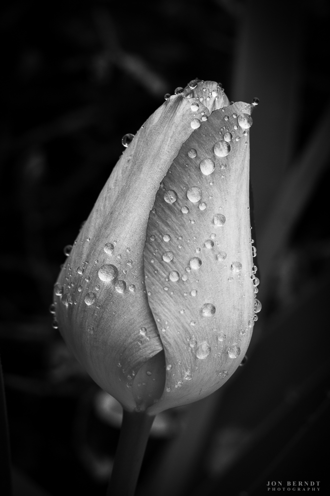 Tulip