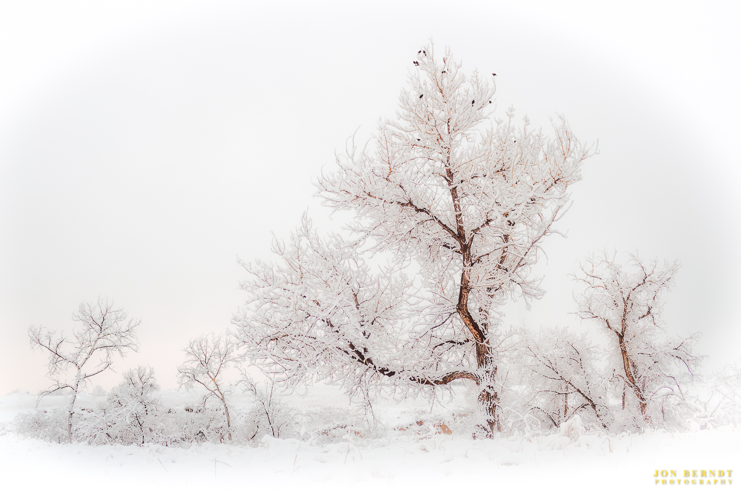Frosted Foliage