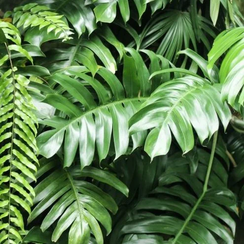 GOOD_NATURED square.jpeg