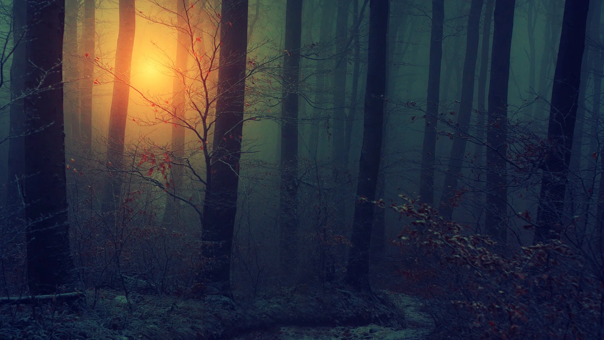foggy-woods-wallpapers-images-35431176.jpg