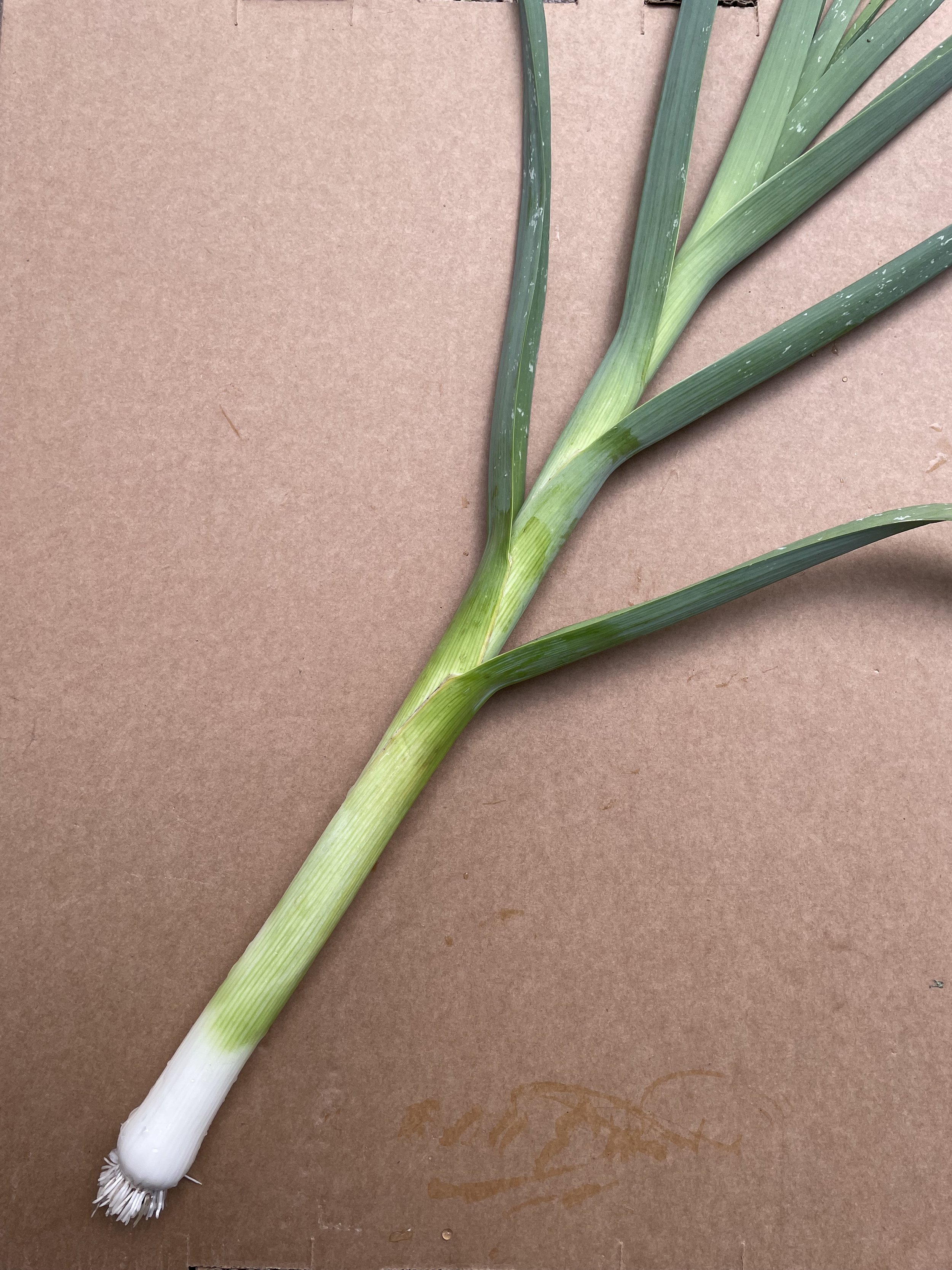 Leek 4.jpg