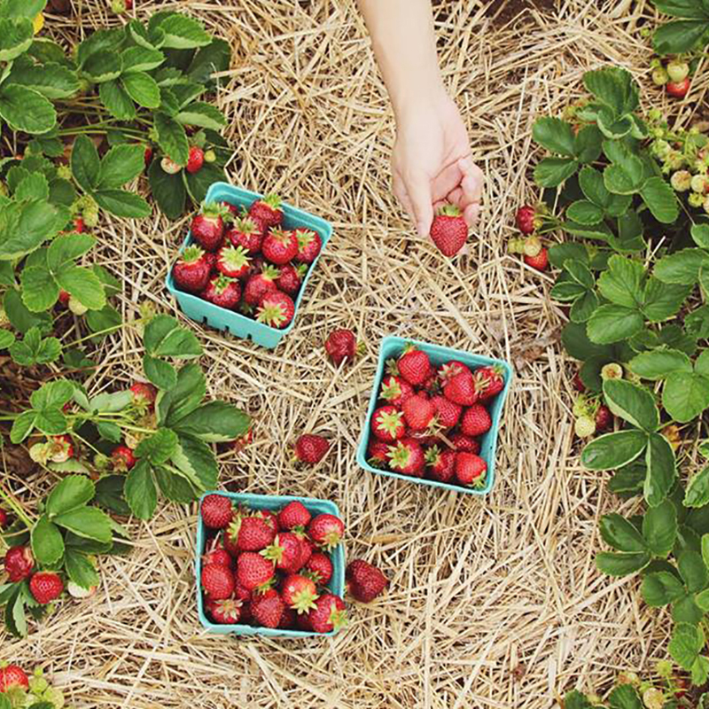 March Crop Swap-sq.jpg