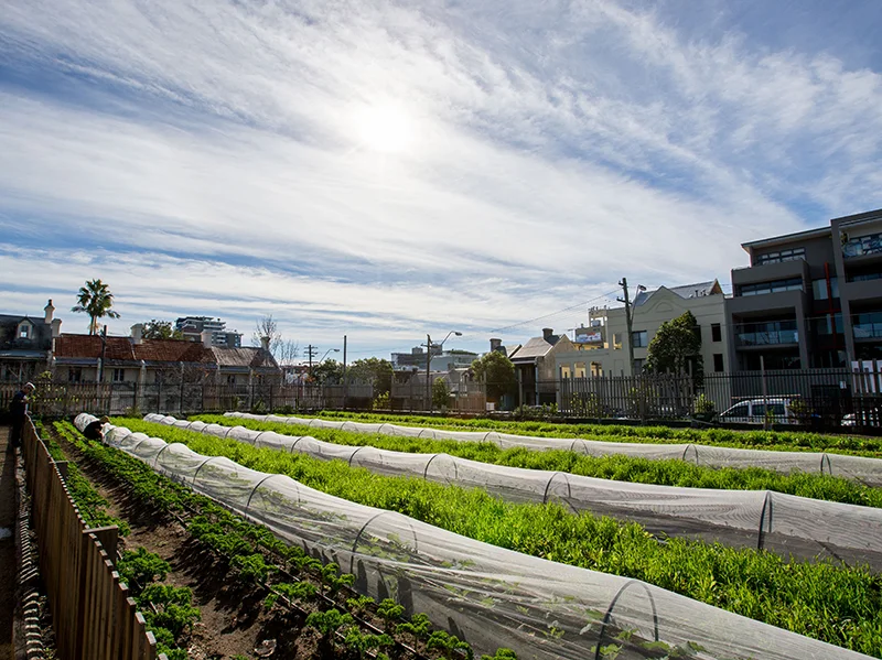 pocketcityfarms_thefarm_marketgarden.jpg