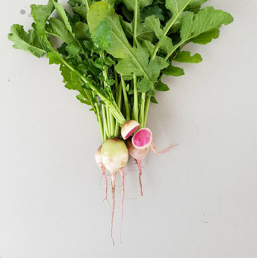 RADISH // WATERMELON