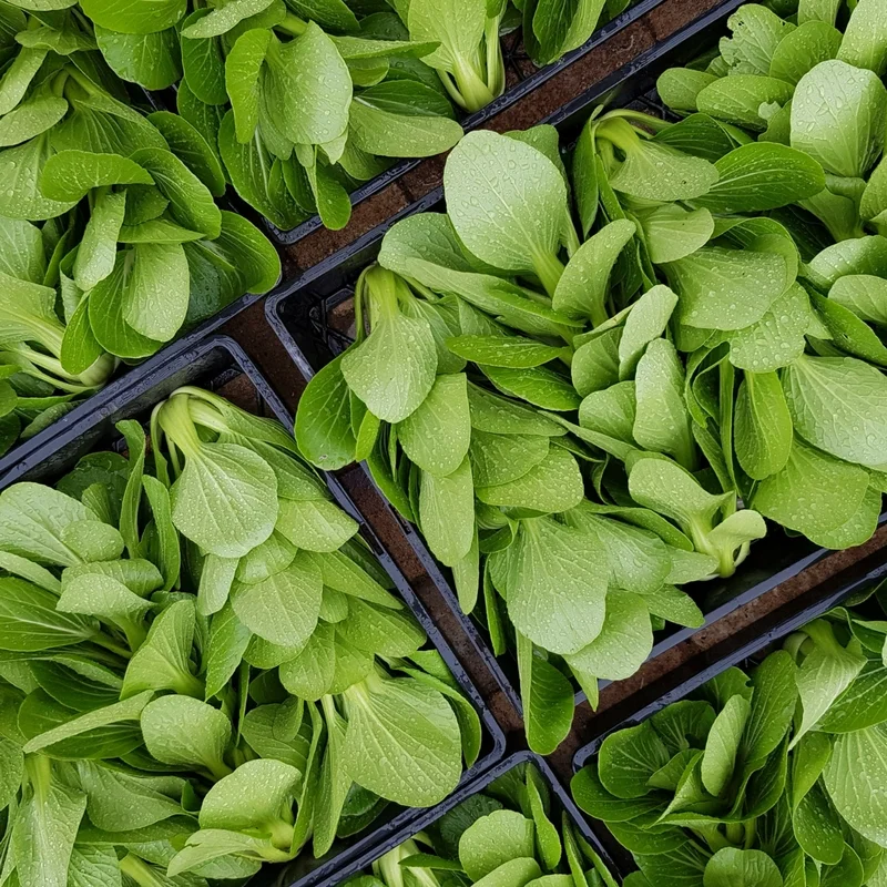 gardening_sq.jpg