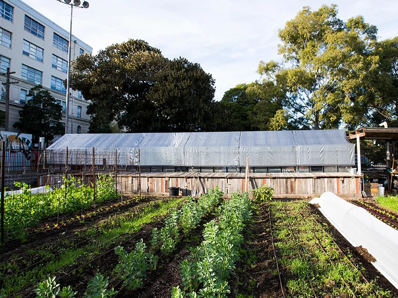pocketcityfarms_thefarm_greenhouse.jpg