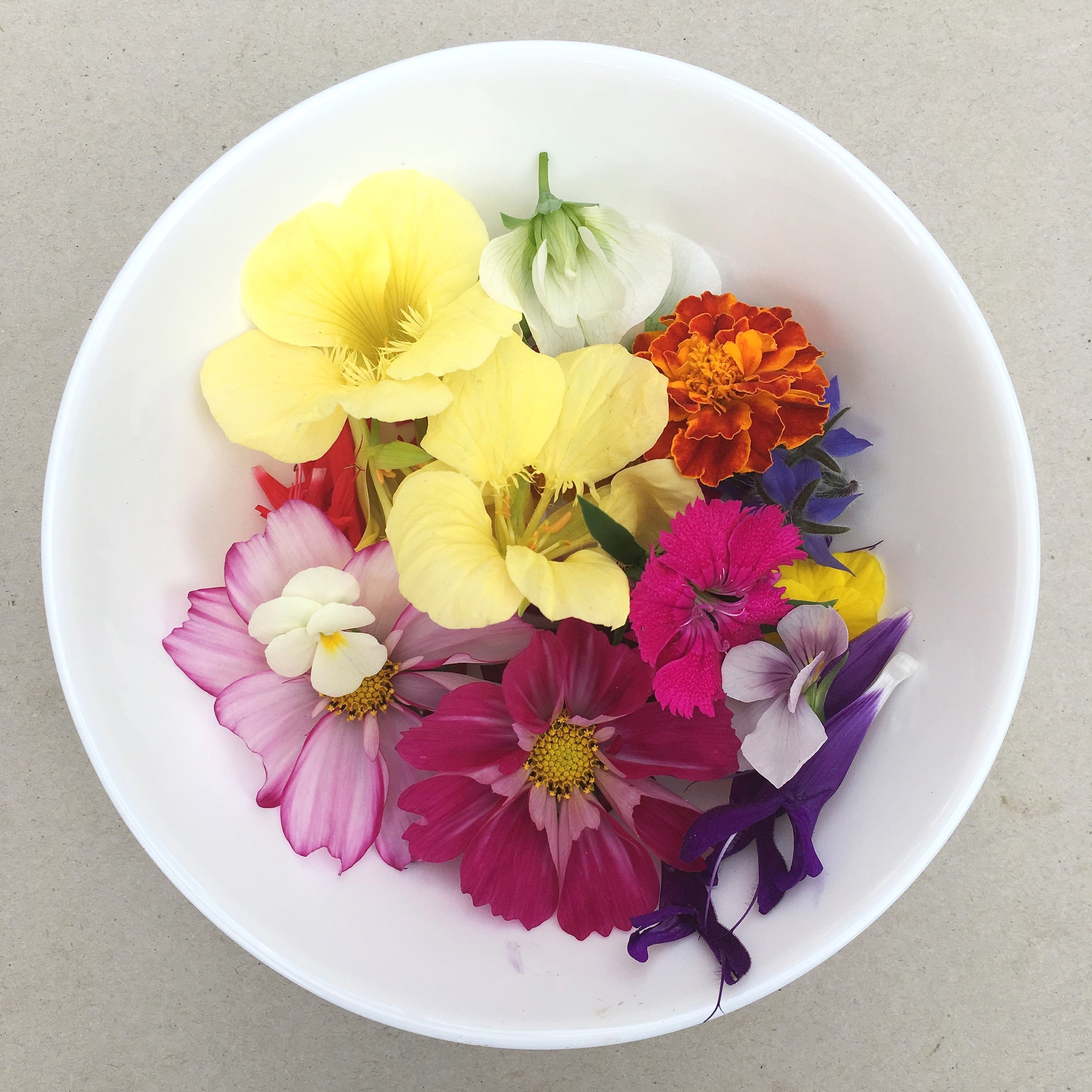 EDIBLE FLOWERS // MIXED — Pocket City Farms