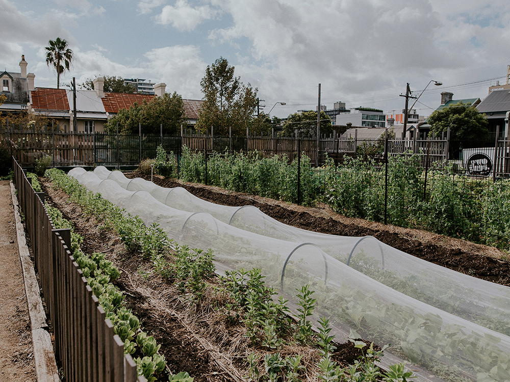 market-garden.jpg