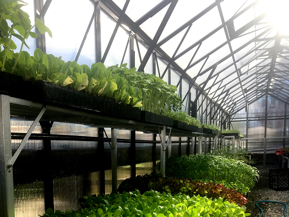 greenhouse.jpg
