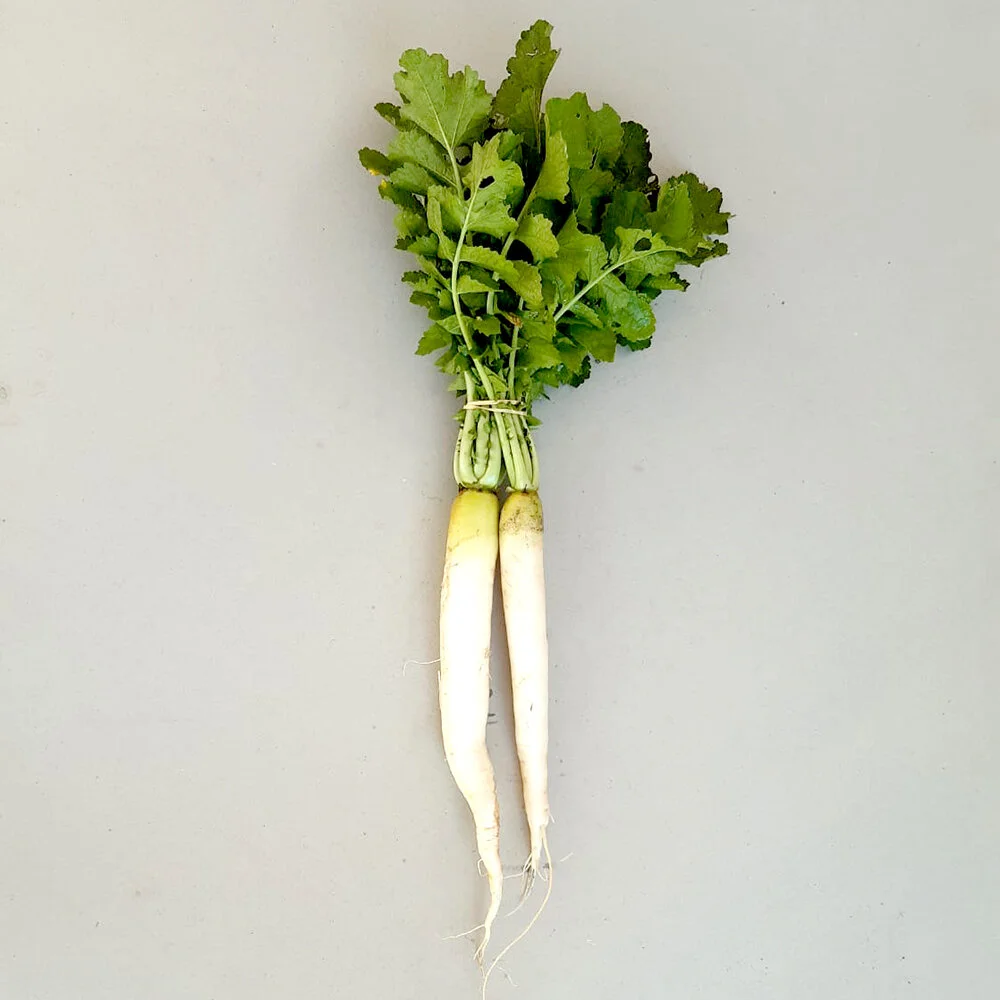 RADISH // DAIKON