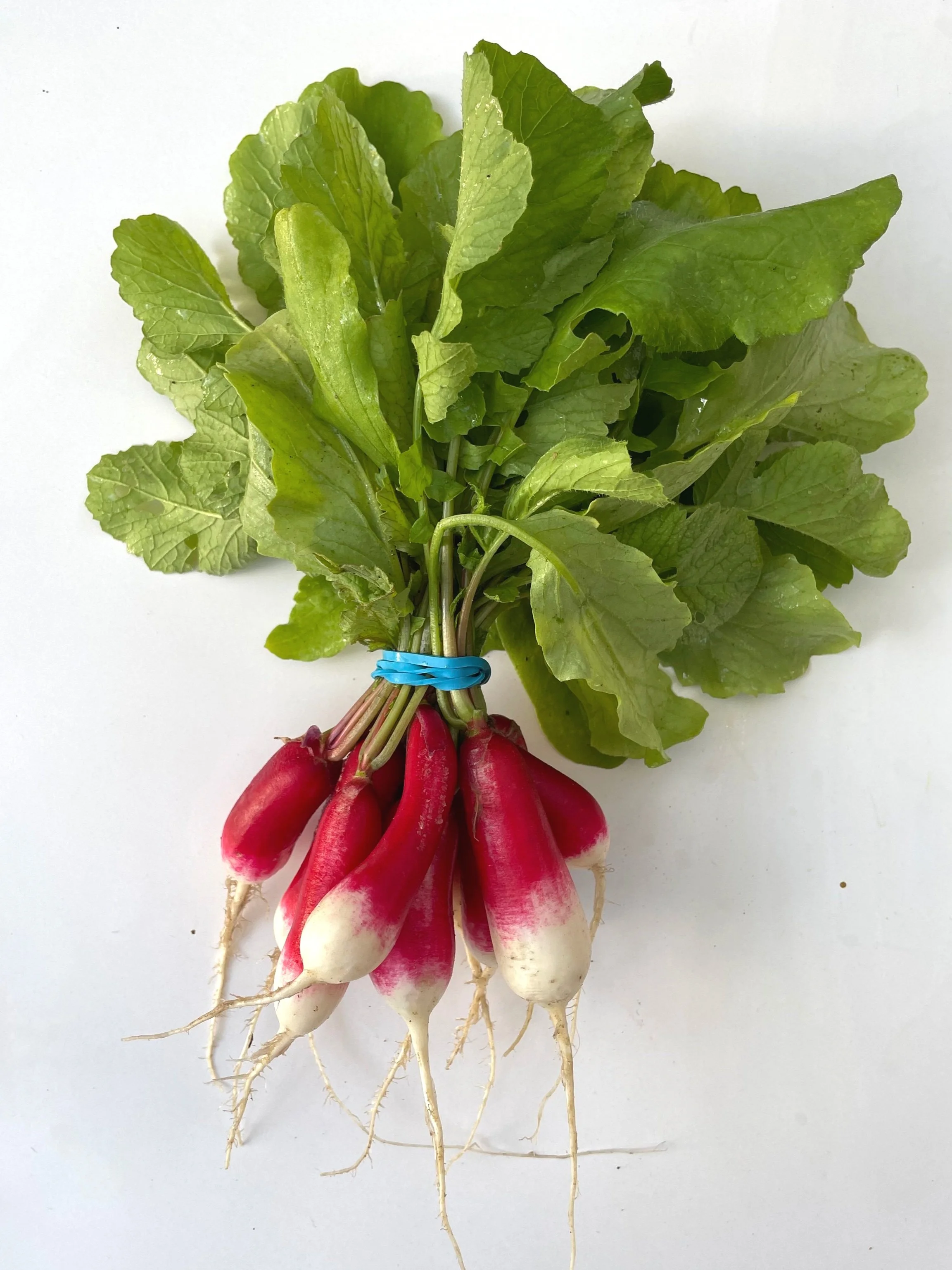 RADISH // FRENCH BREAKFAST