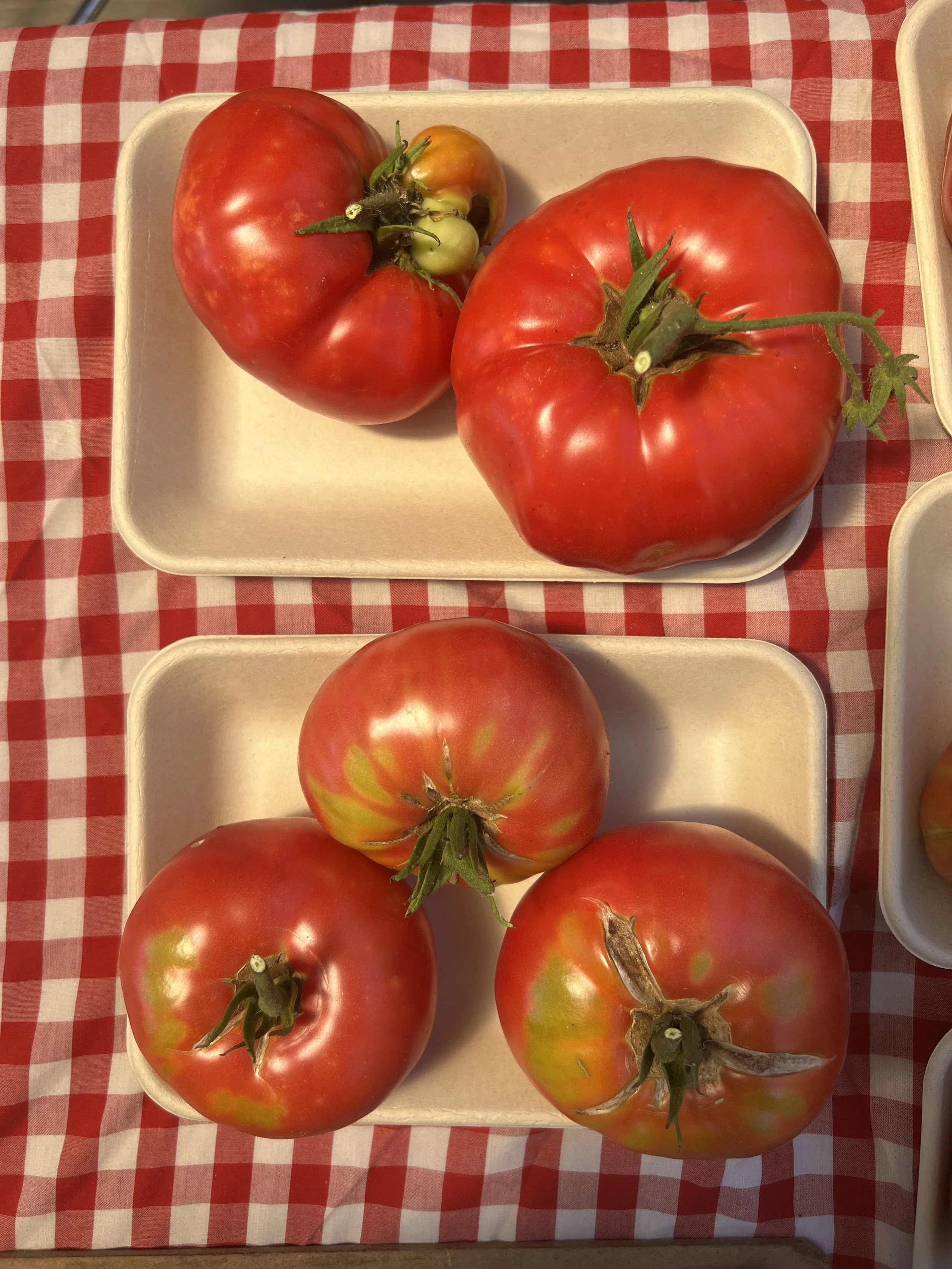 Tomato 3.jpg