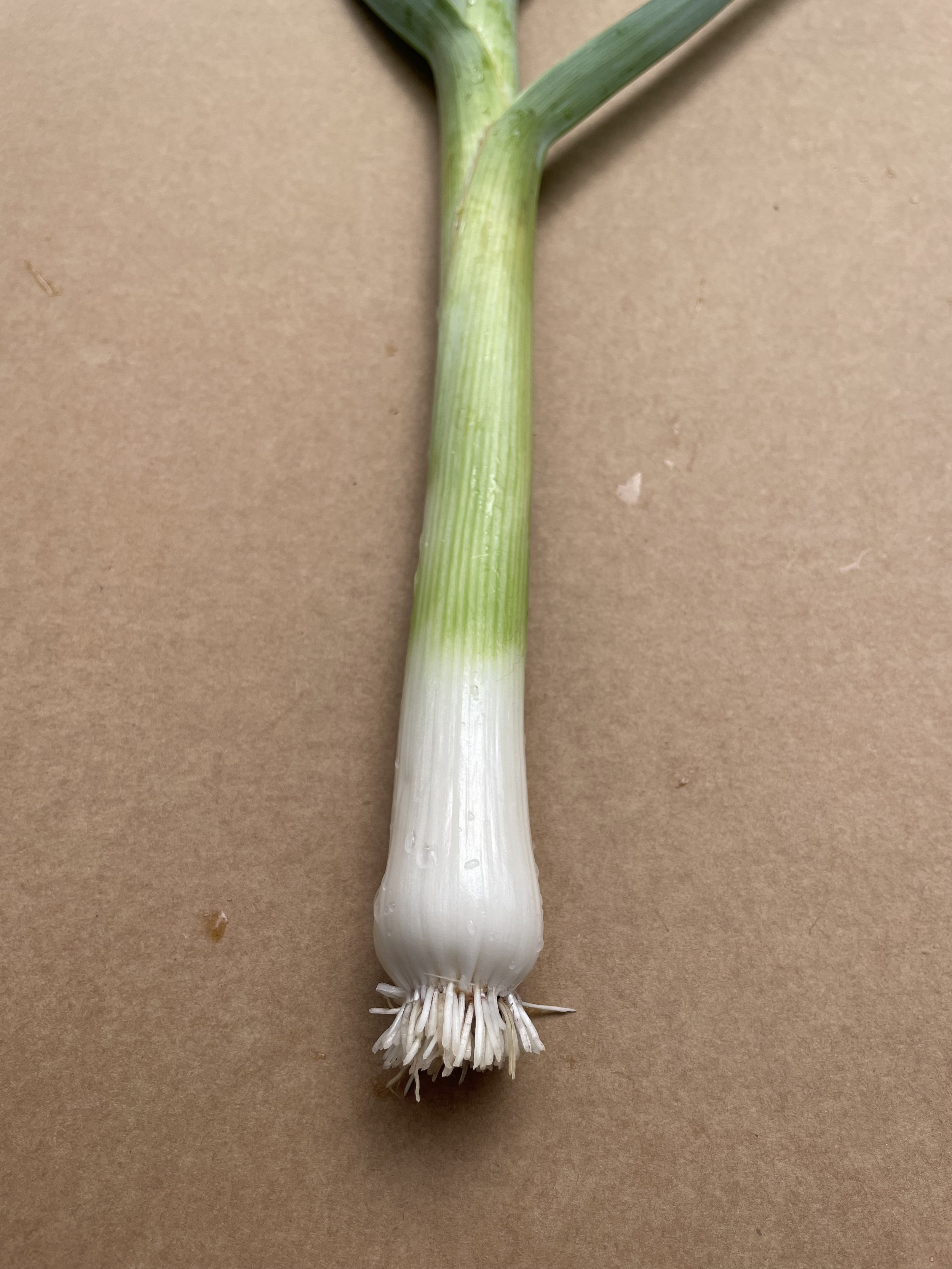 Leek 3.jpg