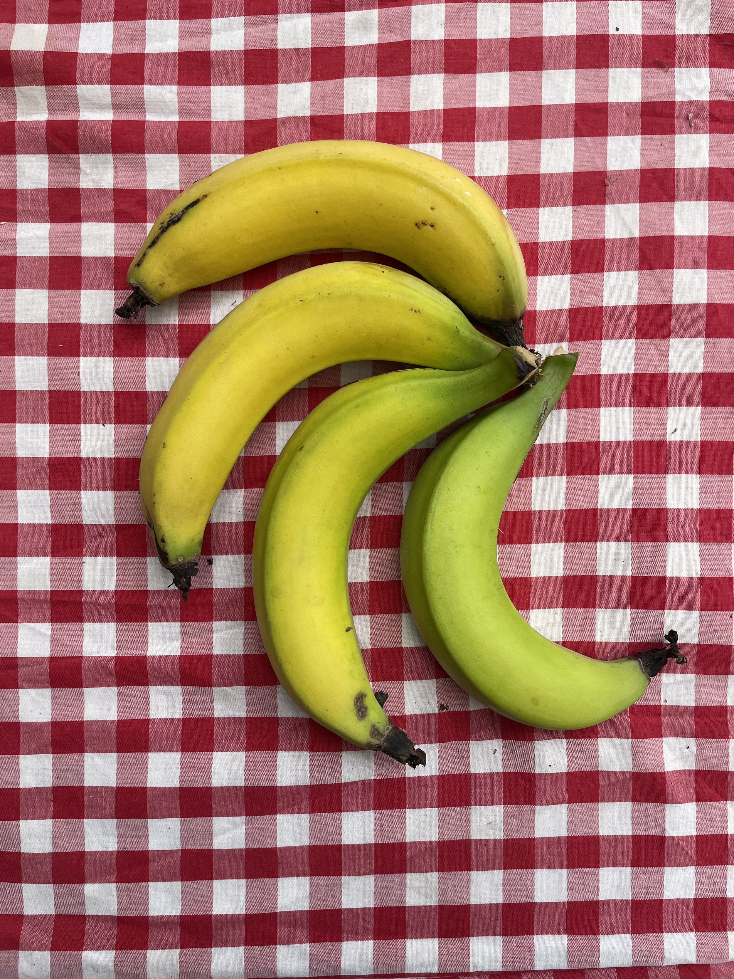 BANANAS // GREEN