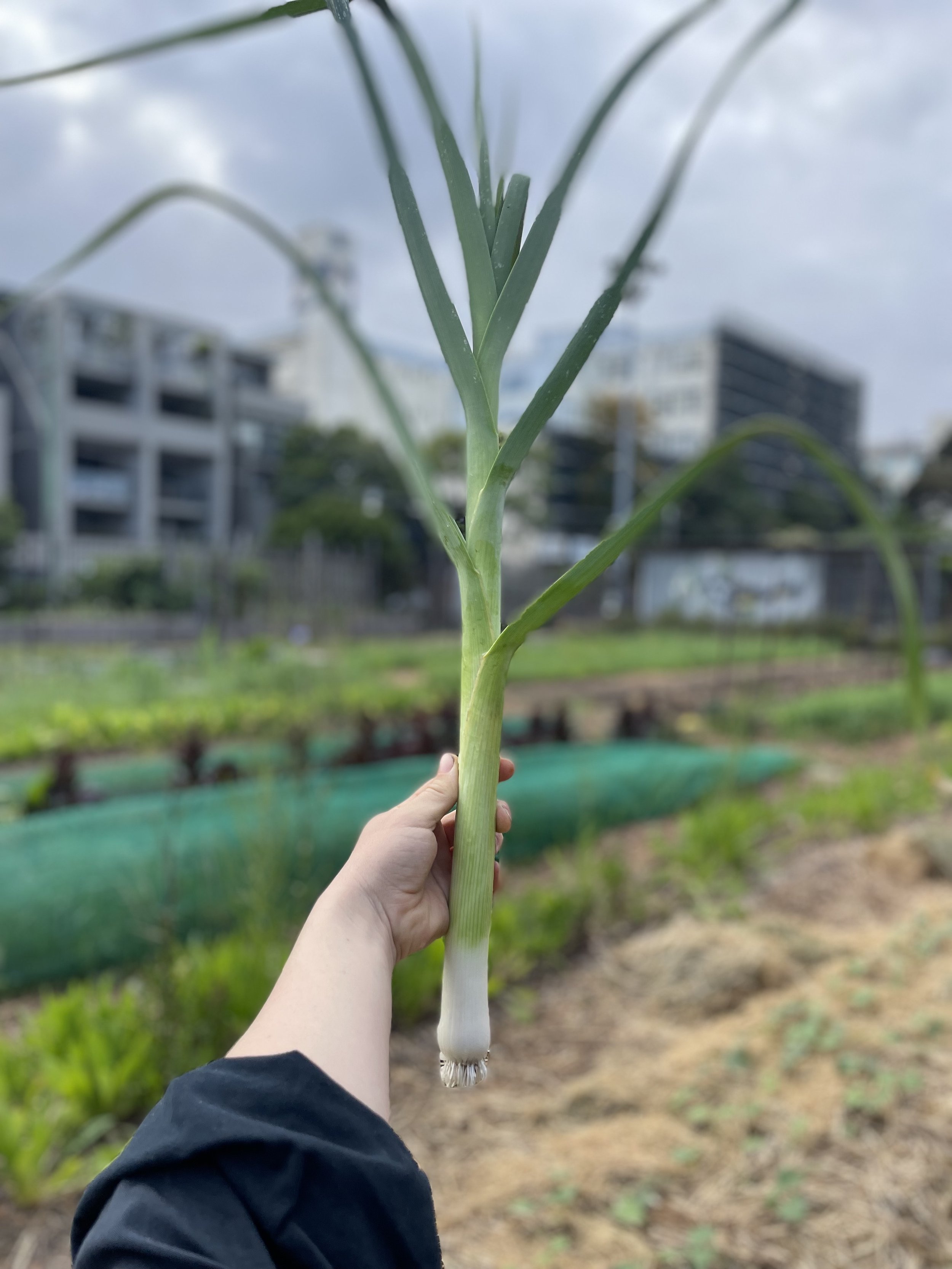Leek 2.jpg