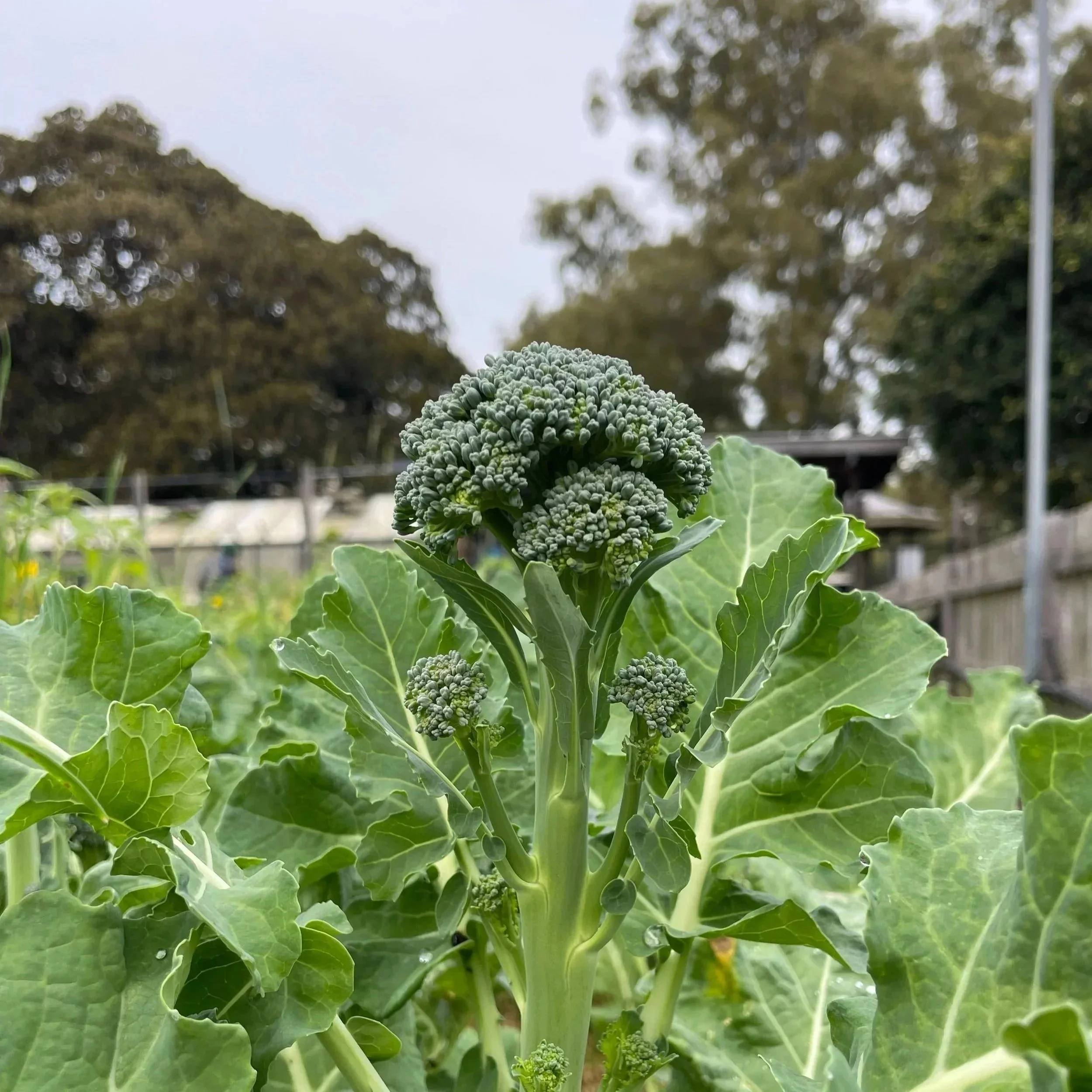 Broccoli.jpg