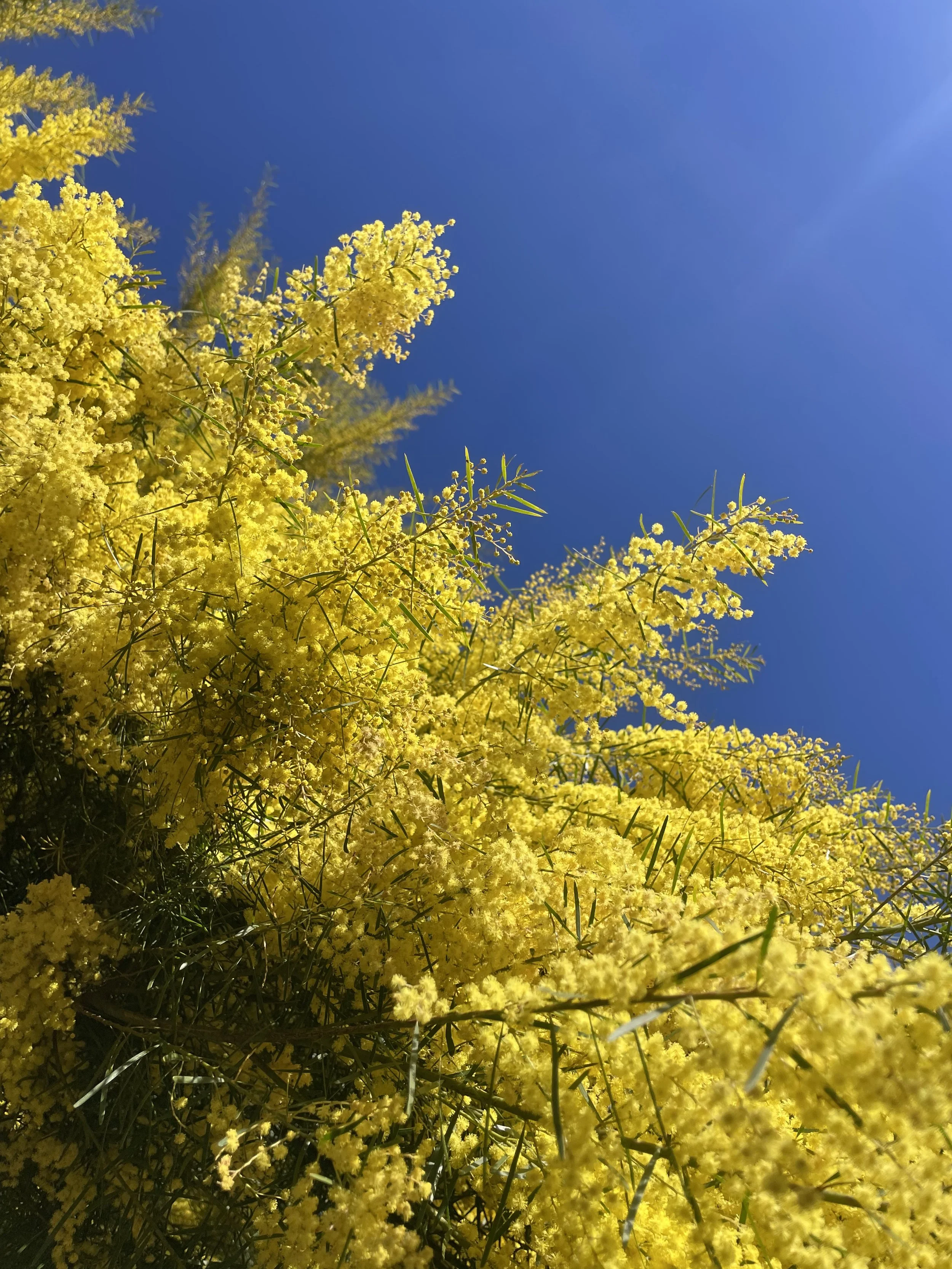 CUT FLOWERS // WATTLE