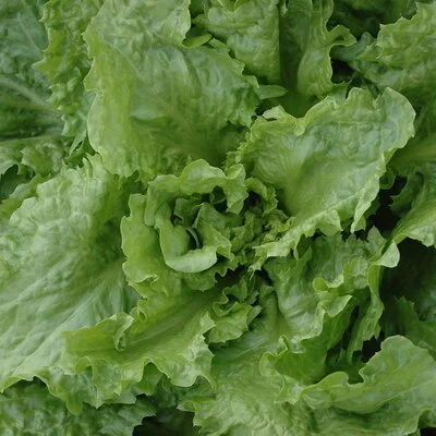 Endive .jpg