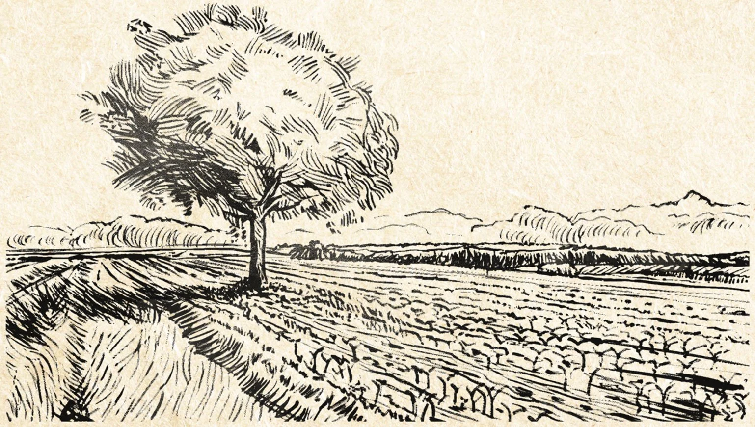 tree.jpg