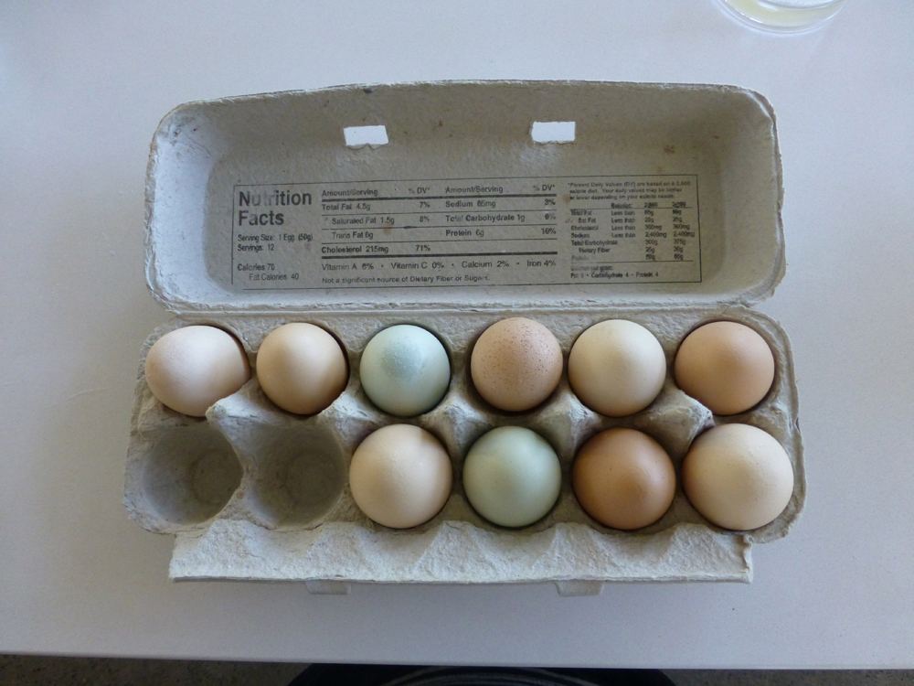 Fresh eggs for breakfast from the farm down the road. We learned that the color of the egg is specific to the chicken’s breed.