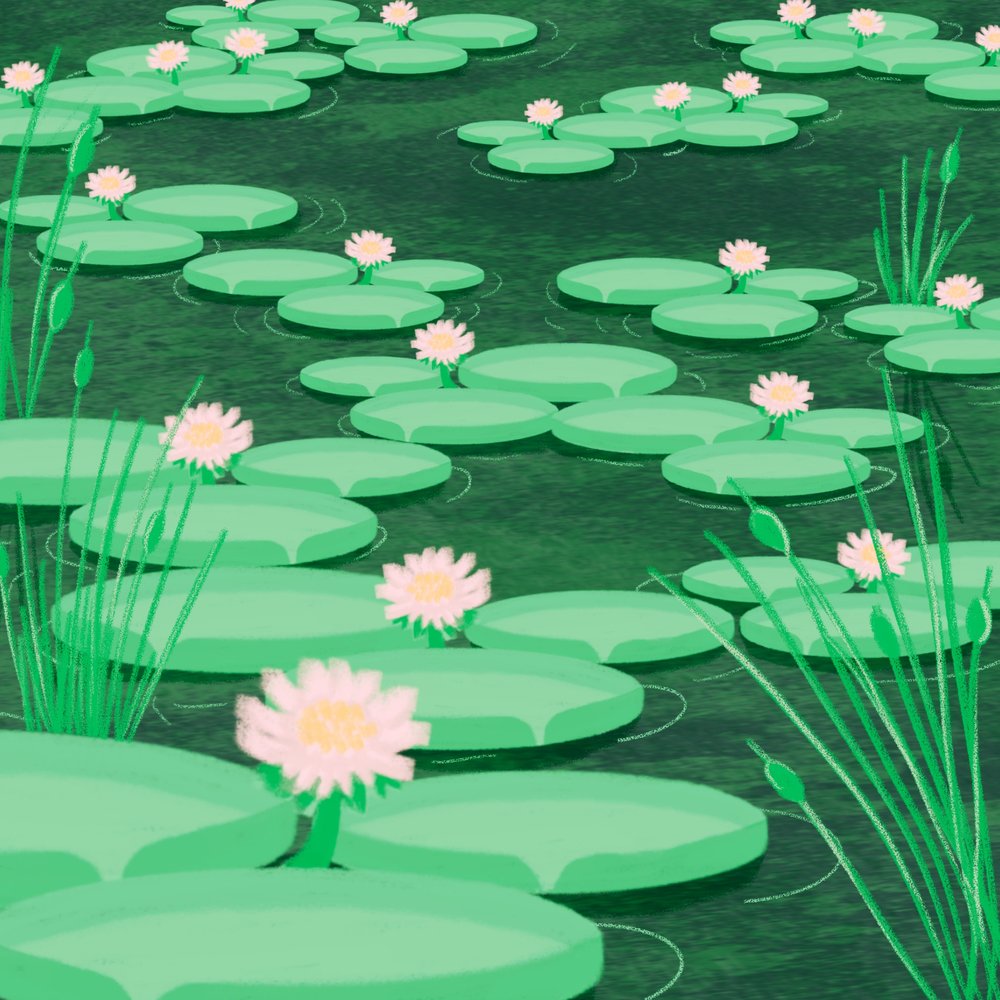 Lily pond