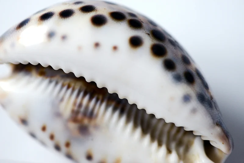 Bschelp2.jpg