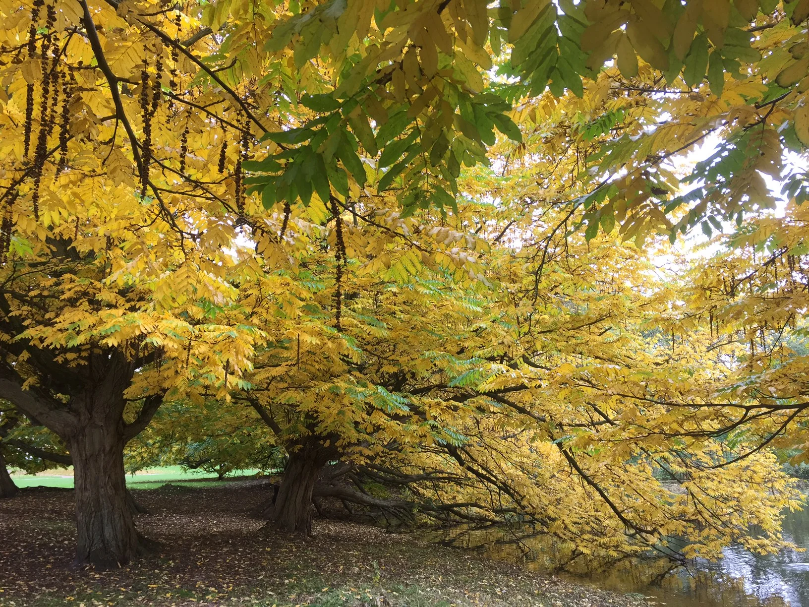 Foto Herfst.JPG