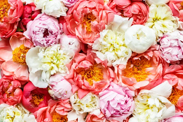 Flowers-close-630.jpg